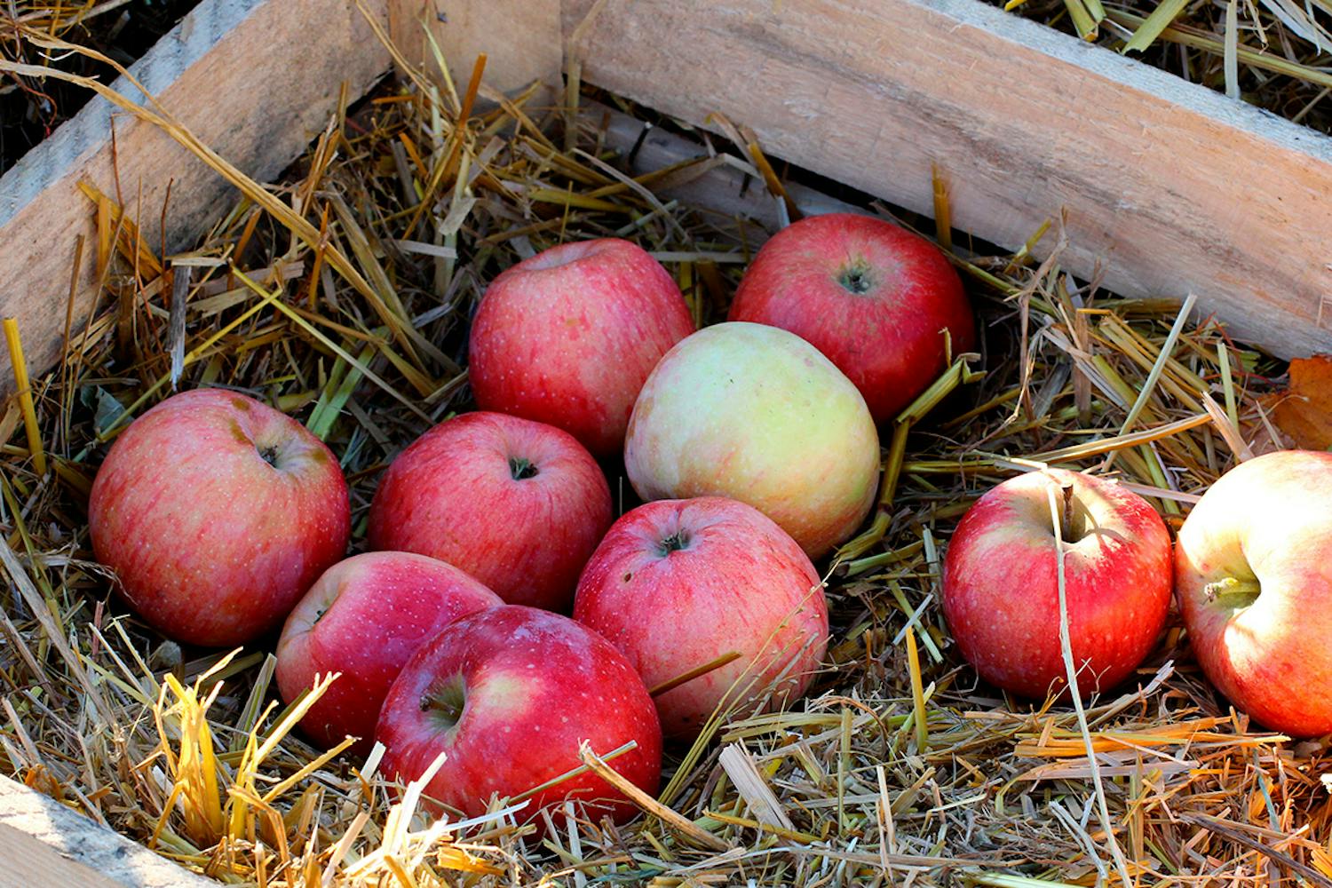 Vinterlagring av innhøstingen Lagre innhøstingen i oktober